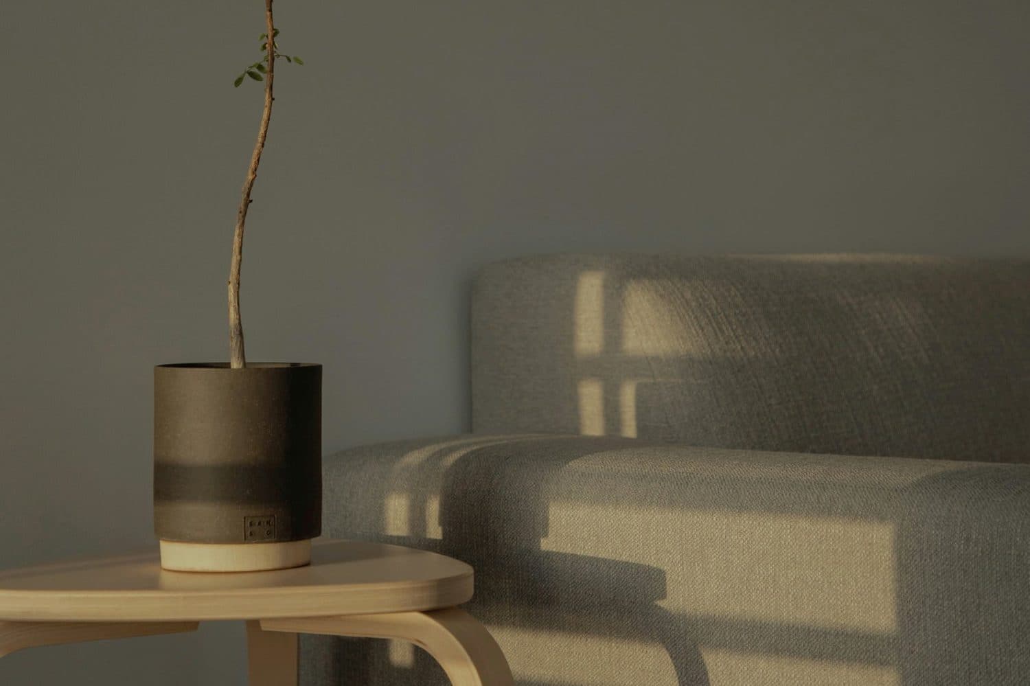 A potted plant beside a linen sofa in soft afternoon light