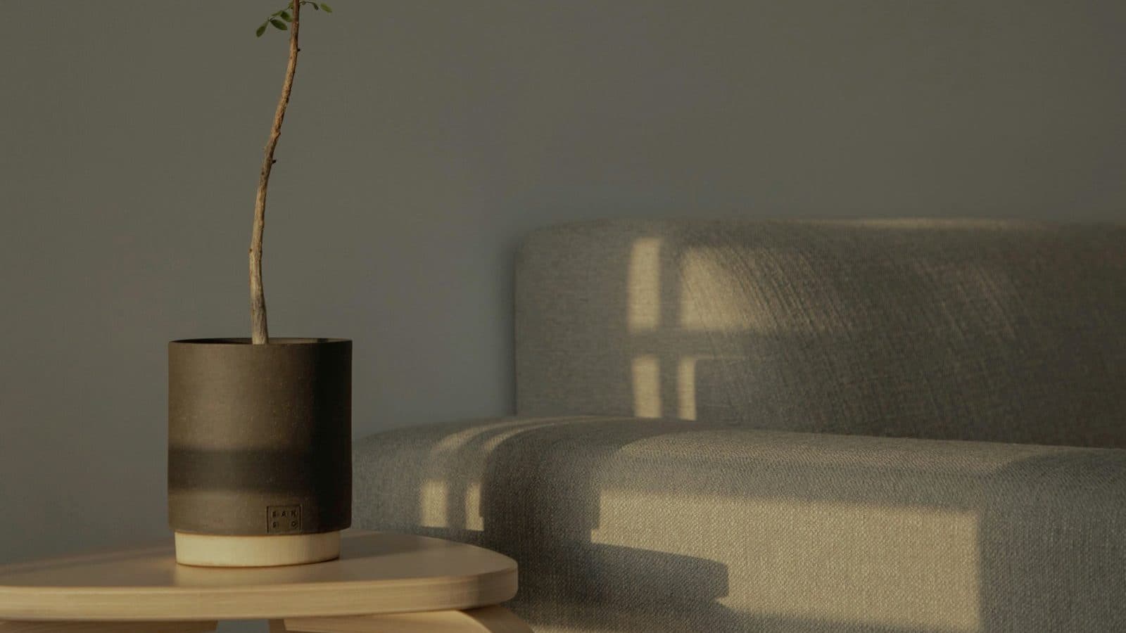 A potted plant beside a linen sofa in soft afternoon light